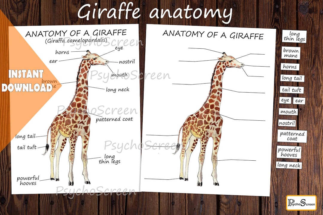 Giraffe Anatomy Body Parts Diagram of a Giraffe Mammals Montessori