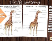 Giraffe Anatomy Poster: Watercolor Diagram, Montessori Homeschool (PDF Download)