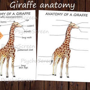 GIRAFFE Einheitsstudie: Printable Set mit Anatomie Poster und Diagram Poster, Montessori Materialien für Säugetiere oder Afrika