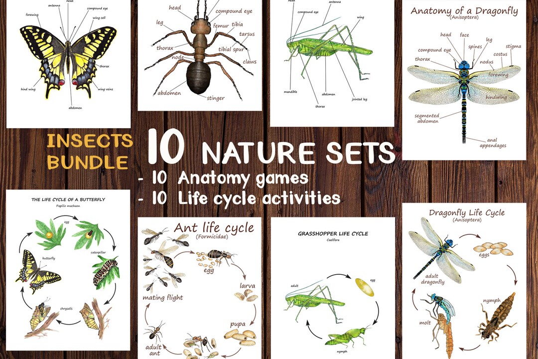 Montessori 10 NATURE SETS  Bundle of Insects Anatomy and Life