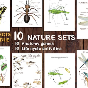 Montessori 10 NATURE SETS: Bundle of Insects anatomy and life cycle prints
