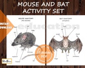 Mouse & Bat Anatomy Study: Watercolor Printable Bundle (Digital Download)