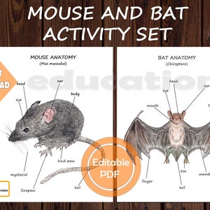 May include: A printable educational activity set featuring a mouse and a bat. The illustrations show the anatomy of each animal with labeled parts, including the head, body, tail, and limbs. The text "MOUSE ANATOMY (Mus musculus)" and "BAT ANATOMY (Chiroptera)" is included. The text "INSTANT DOWNLOAD" and "Editable PDF" is also included.