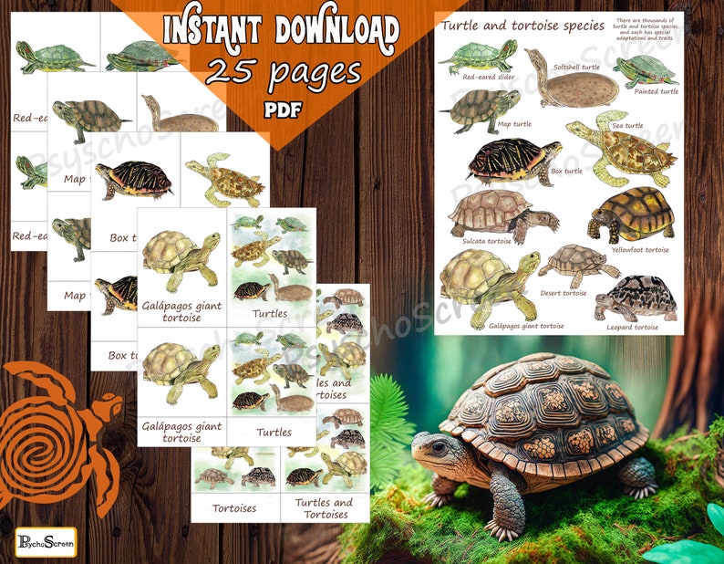 Turtle & Tortoise Anatomy and Life Cycle Study: Homeschool Science ...