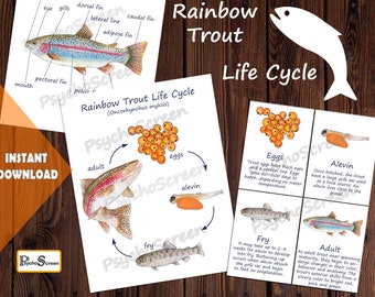RAINBOW TROUT Unit Study - MEGA Printable fish bundle - Anatomy, life cycle, 3D model, cards - Montessori materials - Biology poster