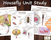 Housefly Unit Study: Anatomy, Life Cycle, Montessori Cards (Digital Download)