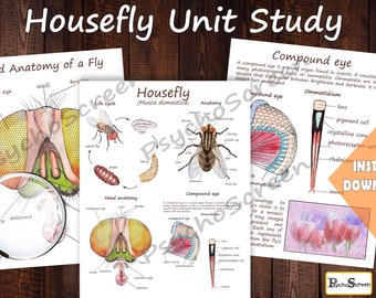 Housefly Unit Study  • MEGA Printable flies bundle • All About flies - posters, fly anatomy, life cycle, 3 Part cards • Montessori materials