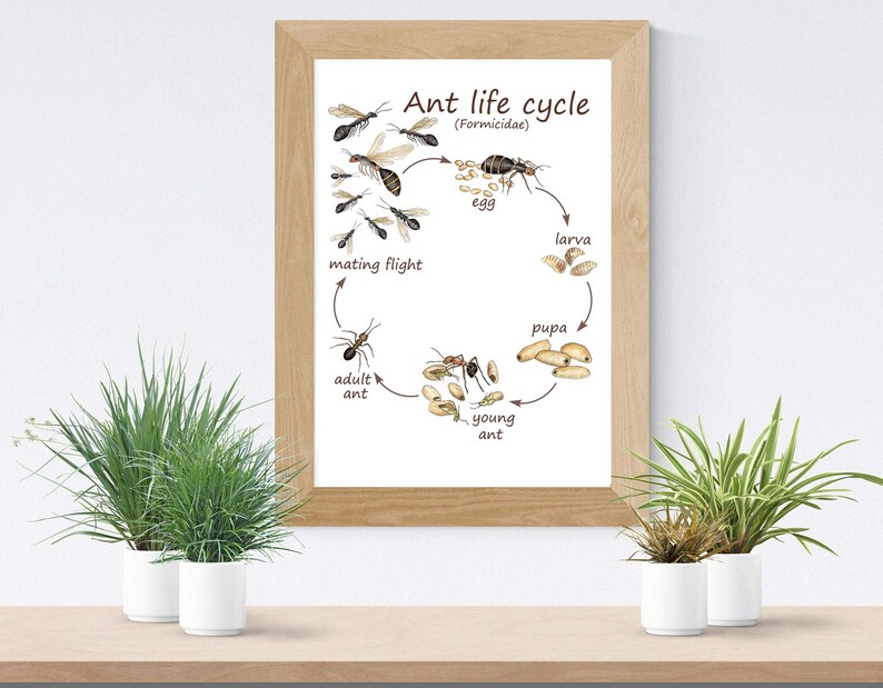 Ant Anatomy & Life Cycle Watercolor Printables (digital Download) - Etsy