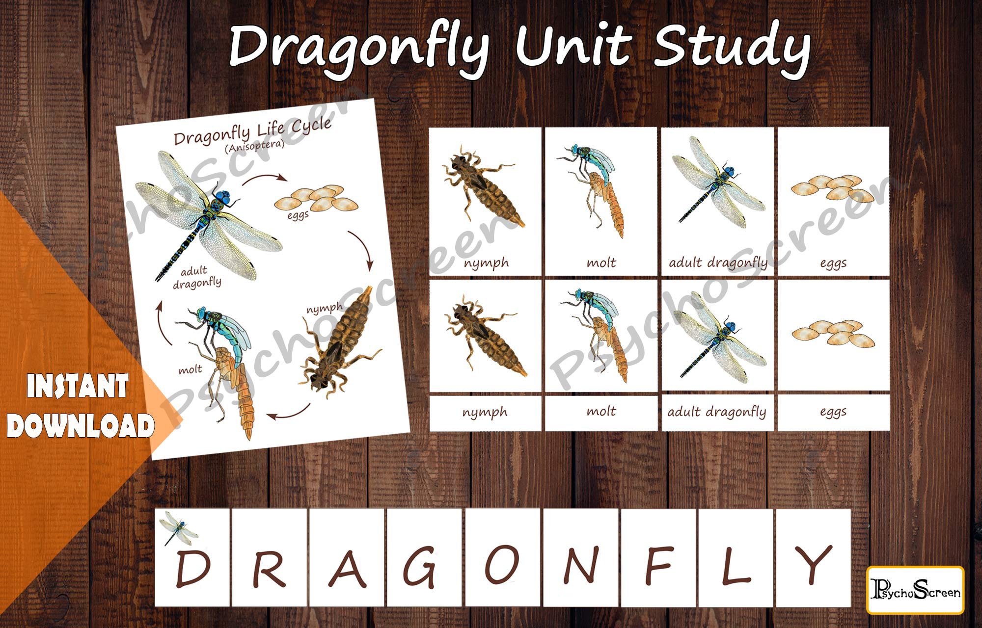 dragonfly case study answers