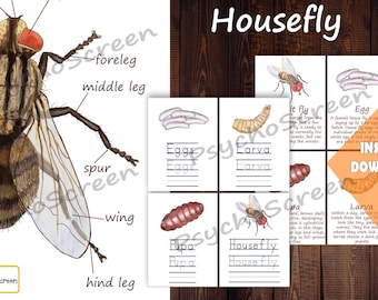 House Fly Unit Study: Life Cycle, Anatomy, Puzzle (Digital Download)