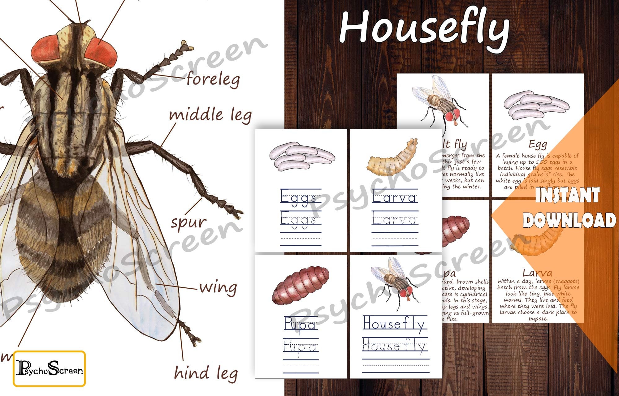 Housefly Life Cycle Unit Study MINI Printable Flies Bundle Etsy