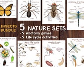 Insect Unit Study Bundle: Anatomy & Life Cycle Printables (PDF)