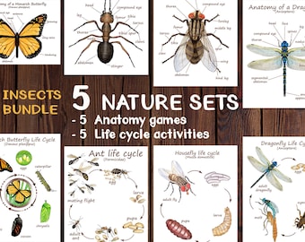 Insects Unit Study - Bundle - 5 NATURE SETS - Ant, Bee, Butterfly, Dragonfly, Fly - Anatomy and life cycle - Montessori materials