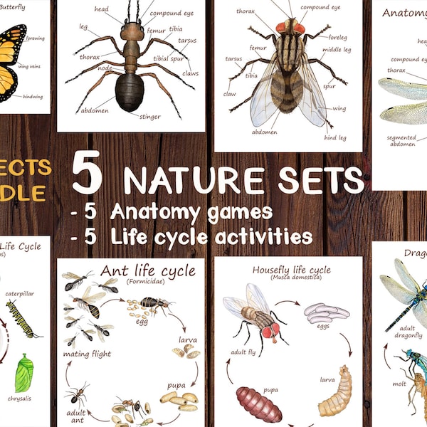 Insects Unit Study - Bundle - 5 NATURE SETS - Ant, Bee, Butterfly, Dragonfly, Fly - Anatomy and life cycle - Montessori materials