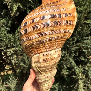 Natural huge Trumpet Triton Ammonite Decoration/Big Seashell Decor/Sea shell/Snail Shell/Ancient Fossil/Ocean Decor/Beach Gift/Beach Decor