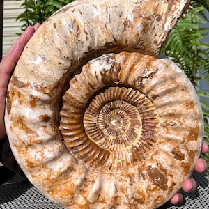 Natural Huge Ammonite/from Madagascar/Perisphinctes species/165 Million Years Old/Jurassic Period/Rock Mineral Specimen/Fossil Collection