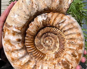 アンモナイト | 32 mm | A42 | ジュラ紀の化石 | コレクター向け標本