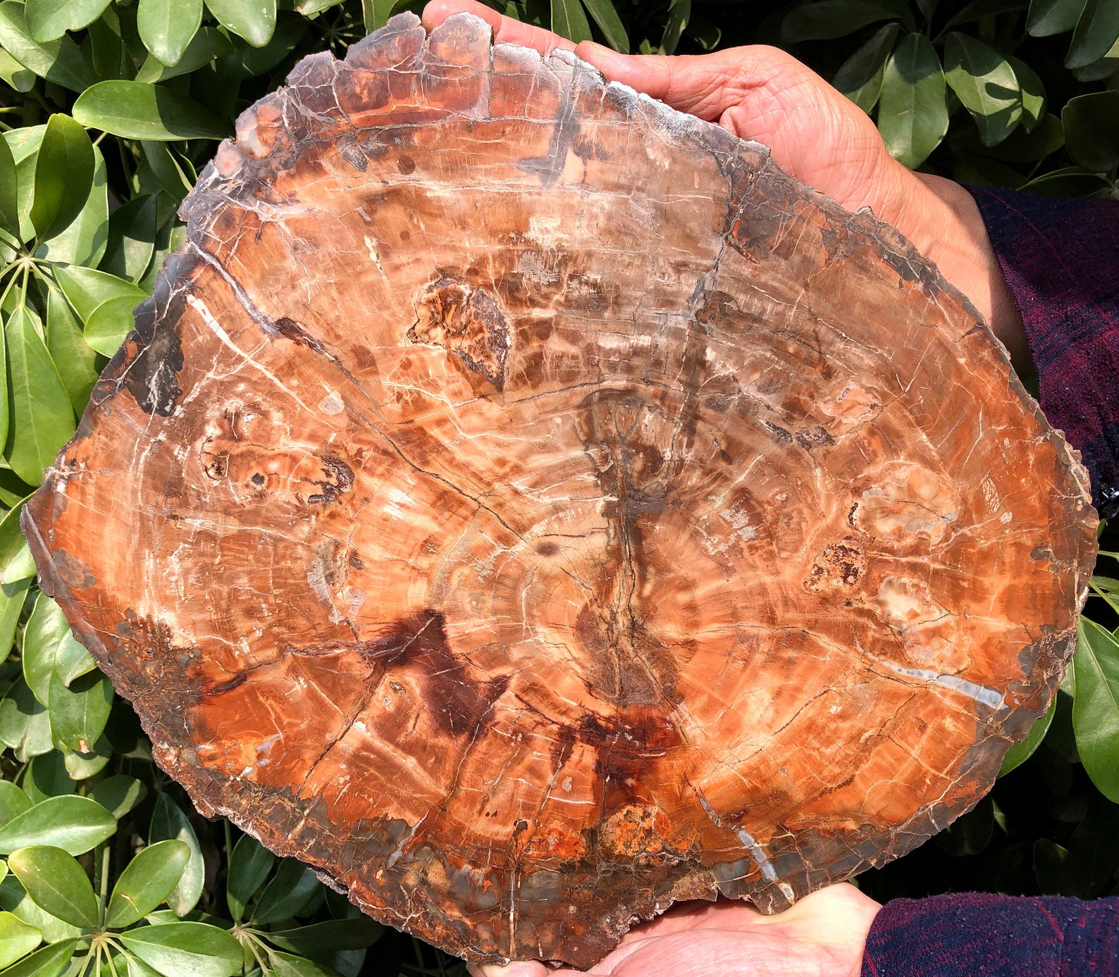 Large Petrified Wood Stone/petrified Wood Slice/wood Fossil Etsy