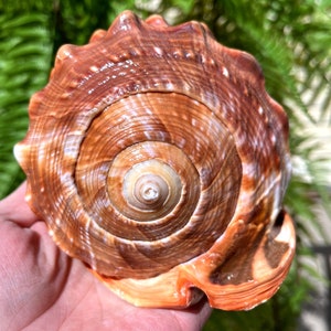 Natural Large Sea Snail Ammonite Decoration/Big Seashell Decor/Sea shell/Snail Shell/Ancient Fossil/Ocean Decor/Beach Gift/Beach Decor