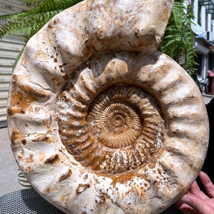 Natural Huge Ammonite/from Madagascar/Perisphinctes species/165 Million Years Old/Jurassic Period/Rock Mineral Specimen/Fossil Collection