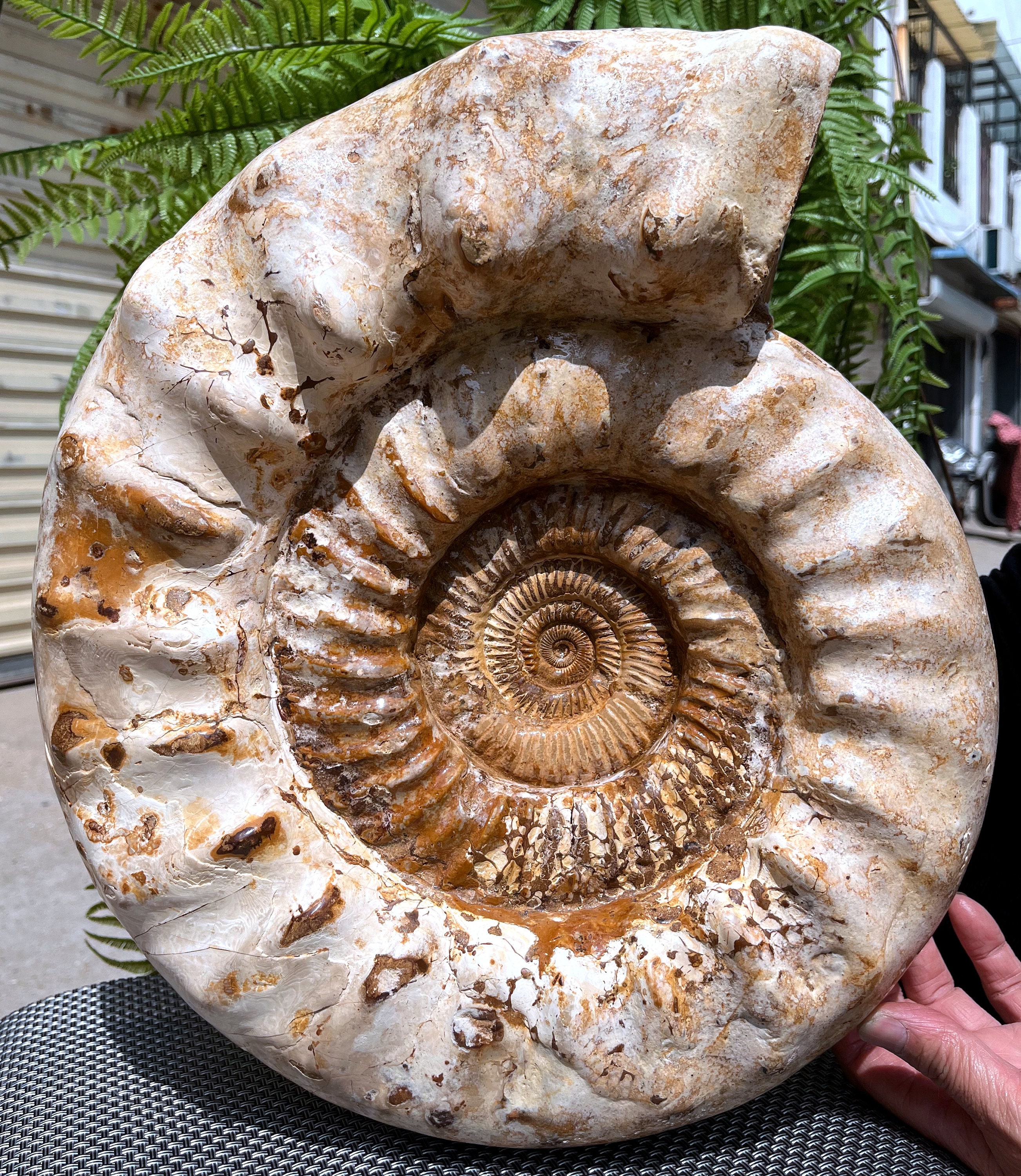 天然巨大アンモナイト/マダガスカル産/ペリスフィンクテス属/1億6500万