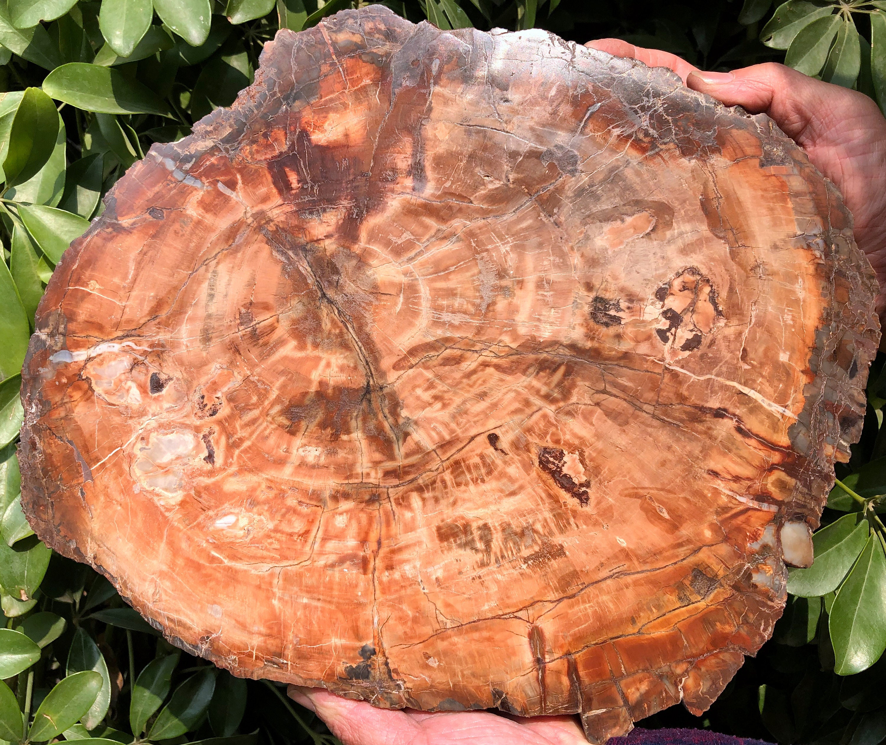 Large Petrified Wood Stone/petrified Wood Slice/wood Fossil Etsy
