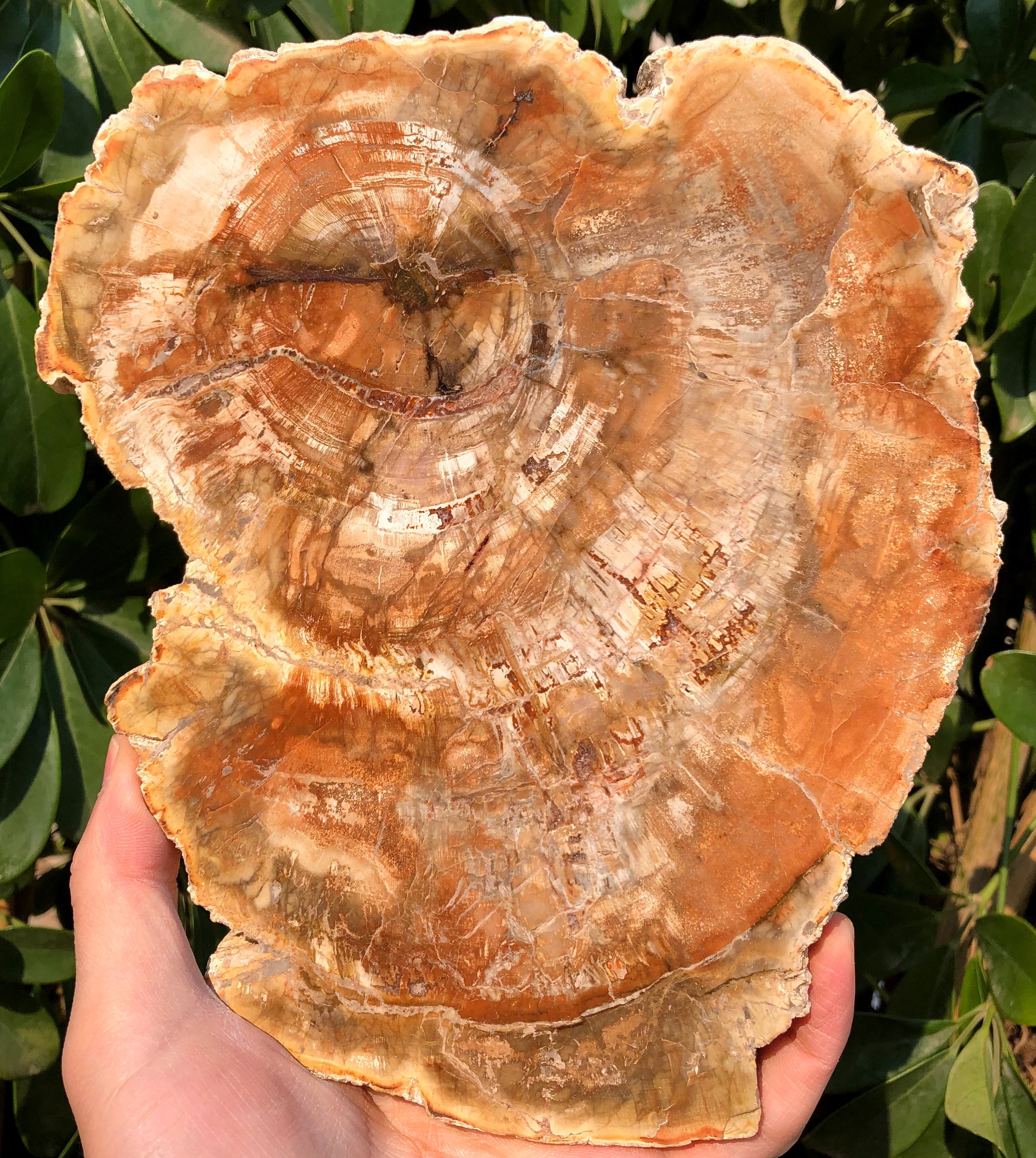 Large Petrified Wood Stone/petrified Wood Slice/wood Fossil Etsy