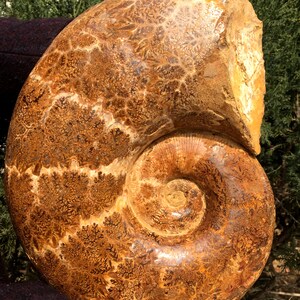 Natural Huge Ammonite/from Madagascar/Perisphinctes species/165 Million Years Old/Jurassic Period/Rock Mineral Specimen/Fossil Collection