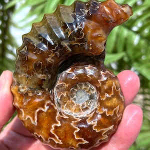 May include: A fossilised ammonite with a brown and white spiral shell. The shell has a glossy finish and intricate patterns.
