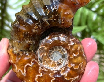 化石殻マトリックス付き黄鉄鉱化アンモナイト | 26 mm | A66