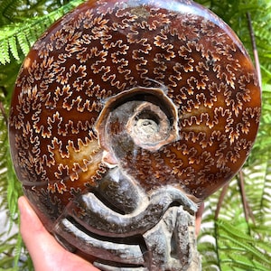 Fine polishing Ammonite Can stand up/Whole Ammonite Fossil/Authentic Ammonite Fossil/Prehistoric Fossil//Reiki healing/Fossil Collection