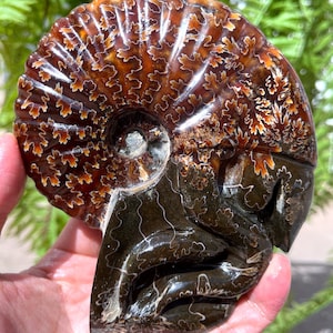 Fine polishing Ammonite Can stand up/Whole Ammonite Fossil/Authentic Ammonite Fossil/Prehistoric Fossil//Reiki healing/Fossil Collection