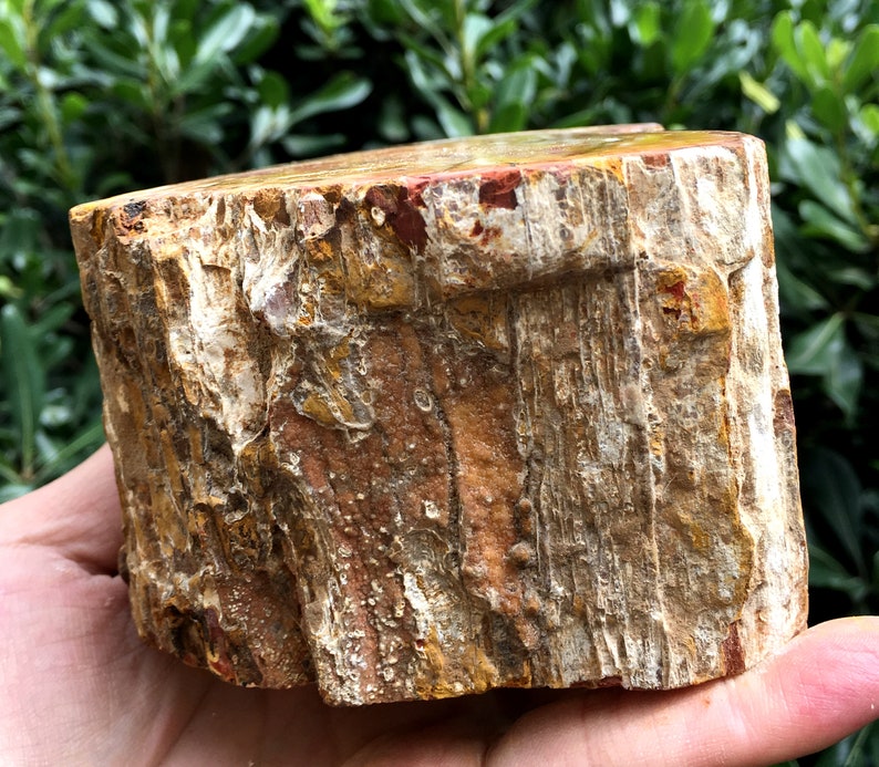 Large Petrified Wood Stone/petrified wood slice/Wood fossil Etsy