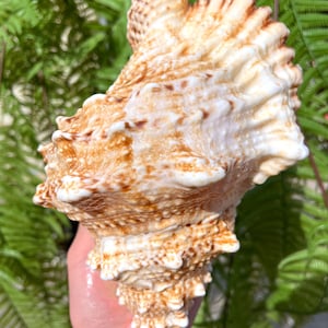Natural Large Sea Snail Ammonite Decoration/Big Seashell Decor/Sea shell/Snail Shell/Ancient Fossil/Ocean Decor/Beach Gift/Beach Decor