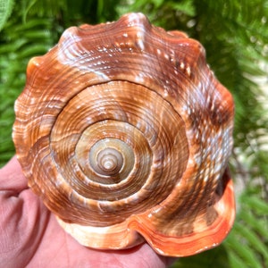 Natural Large Sea Snail Ammonite Decoration/Big Seashell Decor/Sea shell/Snail Shell/Ancient Fossil/Ocean Decor/Beach Gift/Beach Decor