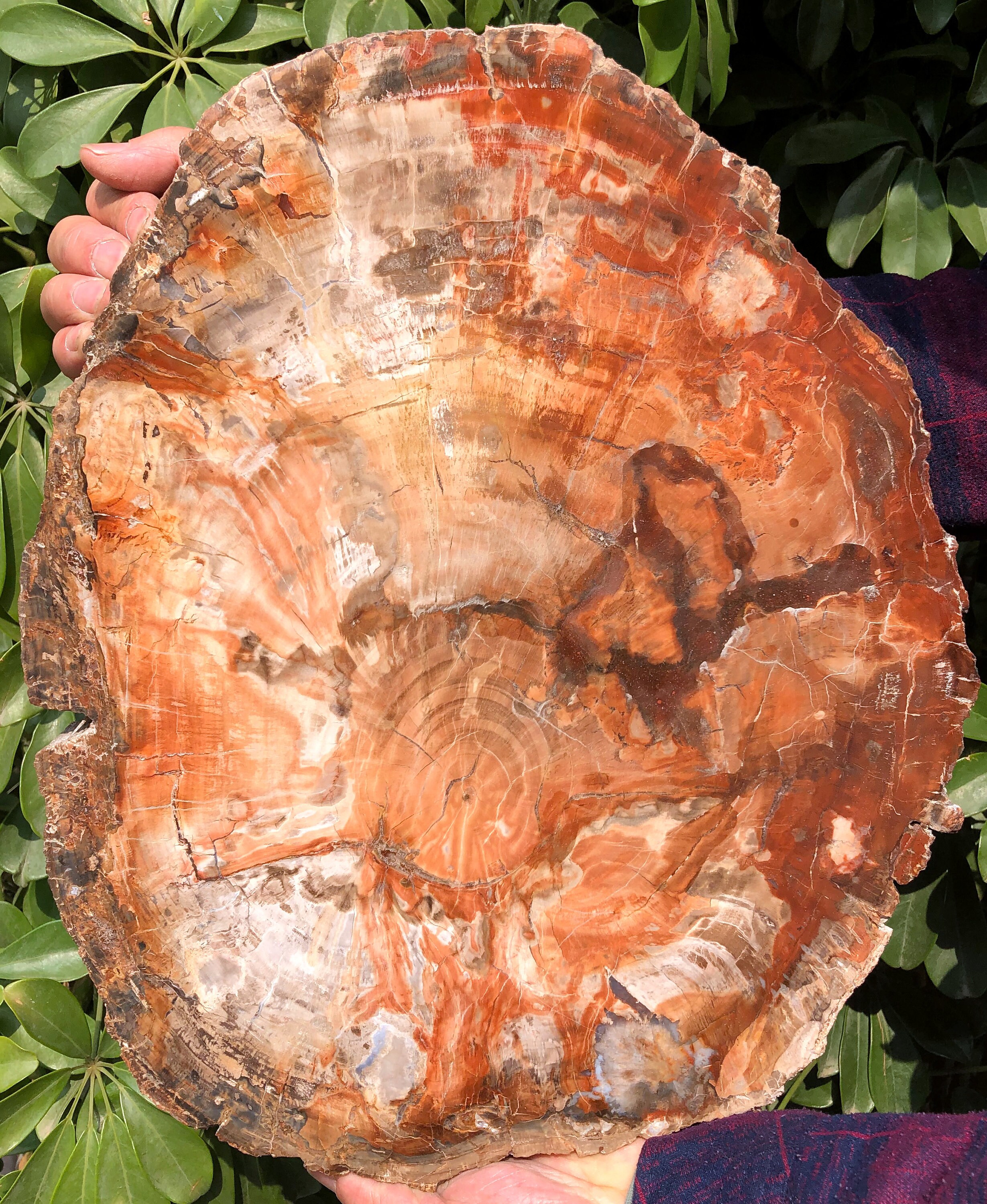 Large Petrified Wood Stone/petrified Wood Slice/wood Fossil Etsy