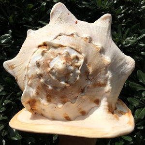 Natural Large Sea Snail Ammonite Decoration/Big Seashell Decor/Sea shell/Snail Shell/Ancient Fossil/Ocean Decor/Beach Gift/Beach Decor