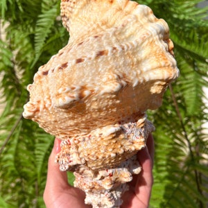 Natural Large Sea Snail Ammonite Decoration/Big Seashell Decor/Sea shell/Snail Shell/Ancient Fossil/Ocean Decor/Beach Gift/Beach Decor