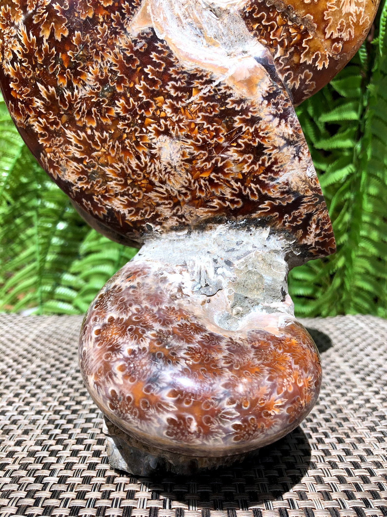 Natural Huge Various Chrysanthemum Stone Combinations/from Etsy