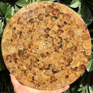 Ammonite Shell Jurassic Fossil Disk Half CUT/from Madagascar/110 million year old fossil Dinosaur /Decor/Gift for Her/fossil/home decoration