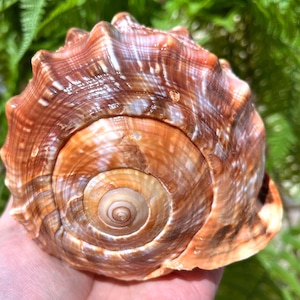 Natural Large Sea Snail Ammonite Decoration/Big Seashell Decor/Sea shell/Snail Shell/Ancient Fossil/Ocean Decor/Beach Gift/Beach Decor