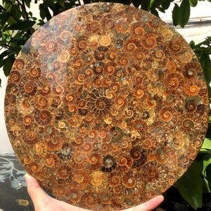 Ammonite Shell Jurassic Fossil Disk Half CUT / from Madagascar/110 million year old fossil Dinosaur /Feng Shui/fossils/healing crystals