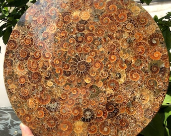 アンモナイトの殻 ジュラ紀の化石ディスク ハーフカット