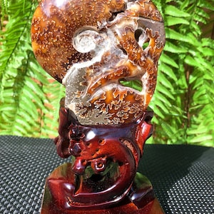 Fine polishing Ammonite Can stand up/Whole Ammonite Fossil/Authentic Ammonite Fossil/Prehistoric Fossil/Nautilus Shell/healing crystals