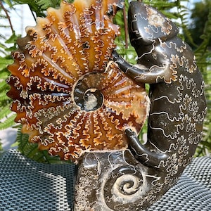 Fine polishing Ammonite Can stand up/Whole Ammonite Fossil/Authentic Ammonite Fossil/Prehistoric Fossil//Reiki healing/Fossil Collection