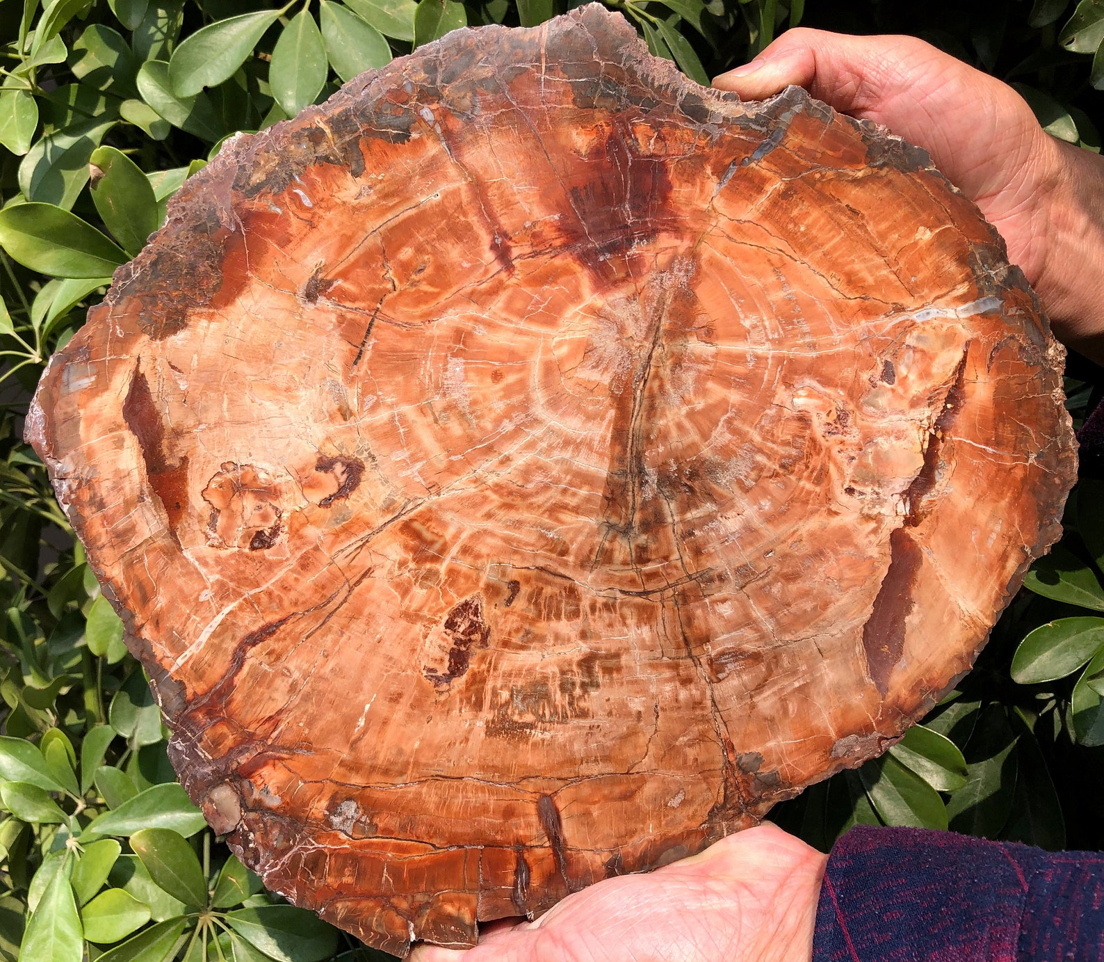 Large Petrified Wood Stone/petrified Wood Slice/wood Fossil Etsy