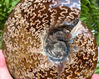 Natural Fine polishing Ammonite / Whole Ammonite Fossil / Authentic Ammonite Fossil / Prehistoric Fossil / Nautilus Shell/Fossil Collection