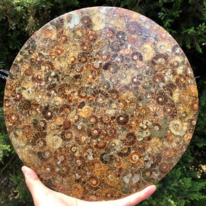 Ammonite Shell Jurassic Fossil Disk Half CUT/from Madagascar/110 million year old fossil Dinosaur /Decor/Gift for Her/fossil/home decoration