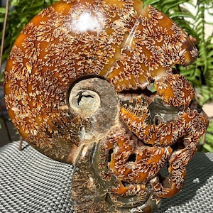 Fine polishing Ammonite Can stand up/Whole Ammonite Fossil/Authentic Ammonite Fossil/Prehistoric Fossil//Reiki healing/Fossil Collection