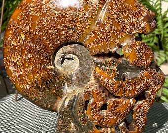 巨大アンモナイトの化石、アカントセラス、台座に載せられた - 本物の